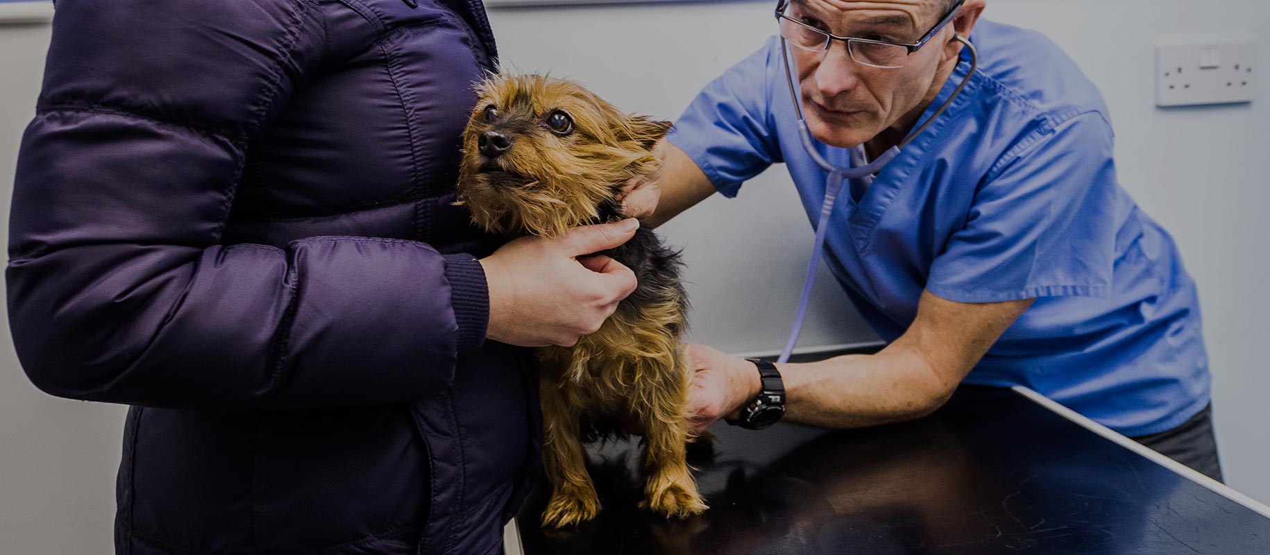 Equine, Farm and Small Animal Veterinary Services in The New Forest