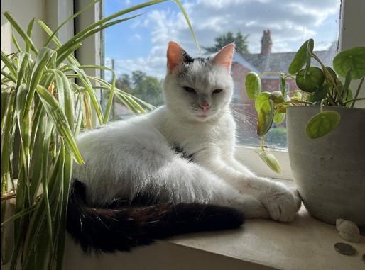 Cat owners urged to protect their pets from skin cancer