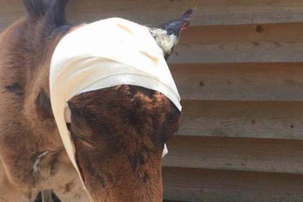 Filly missing ear after suspected dog attack makes ‘marvellous’ recovery