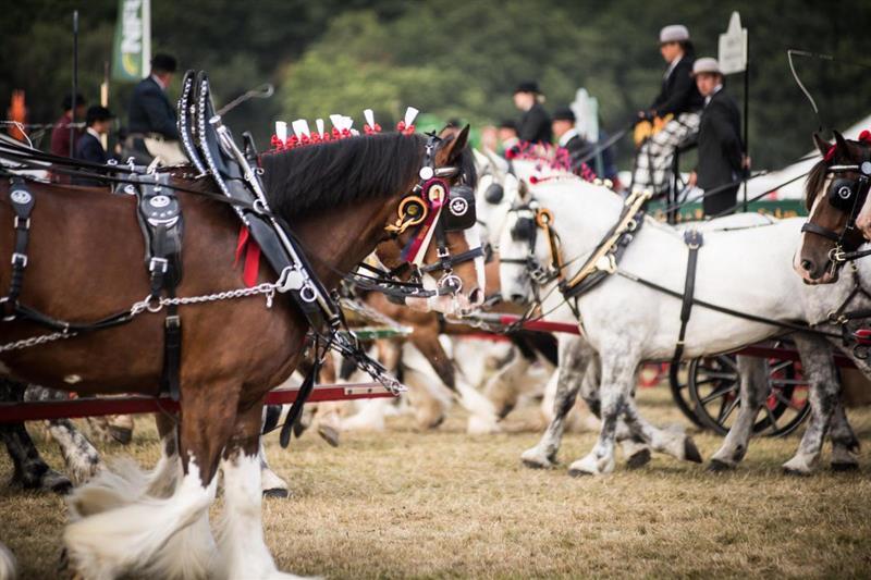 Horses will be banned from New Forest Show unless vaccinated against equine flu