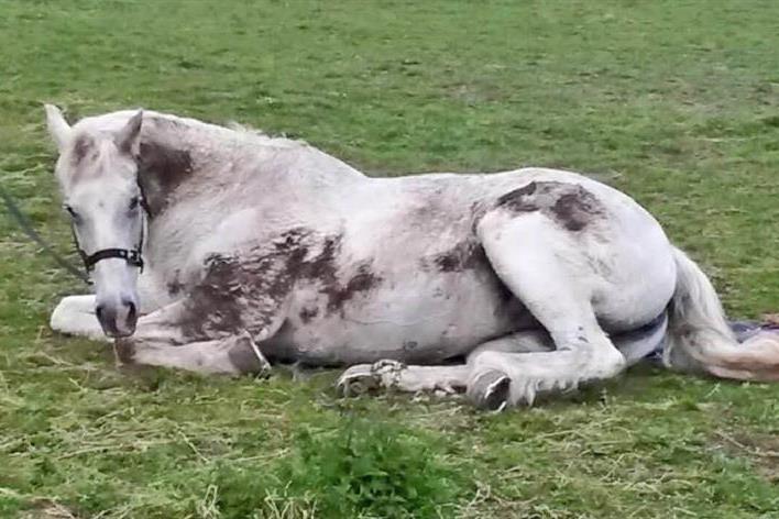 Rescuing Horses in Sticky Situations