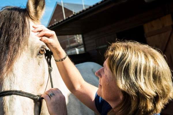 Seadown Vets celebrate 95 years of caring for the animals of the New Forest