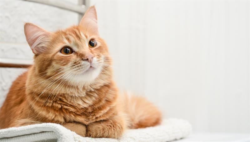 Healthy Pet Club for Kittens and Cats