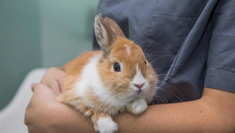 Lifetime Care Club for Rabbits