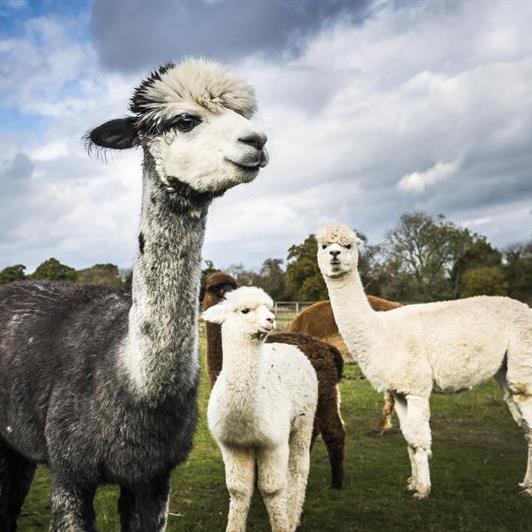 Small Holder Animals