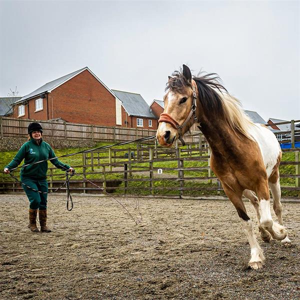 Equine Services