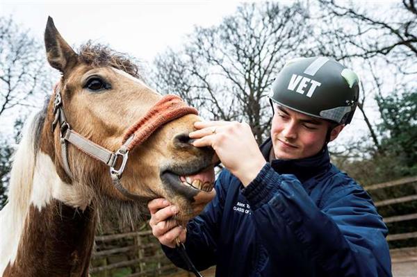 Equine vet Alex Tooley