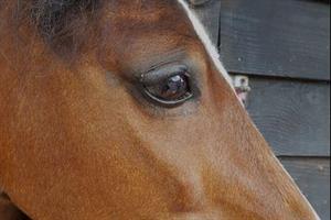 New Forest pony at risk of losing an eye