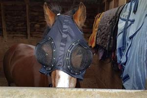 New Forest pony at risk of losing an eye