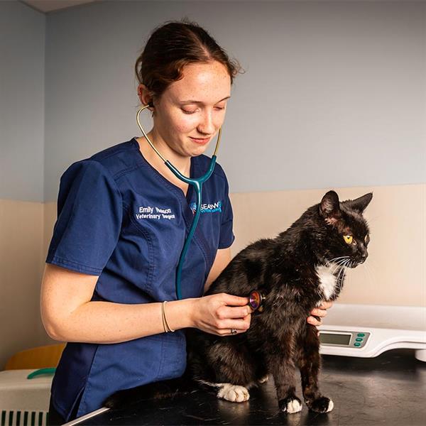 Vets near me sales for small animals