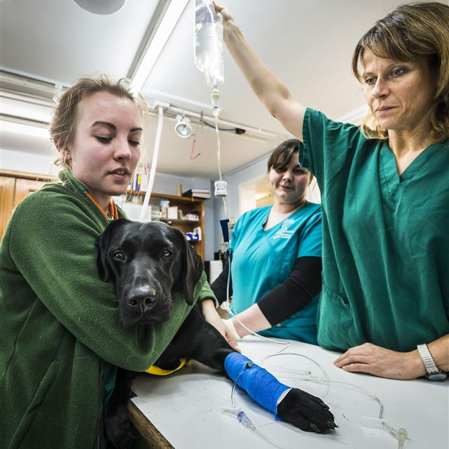 Orthopaedics - Seadown Veterinary Services