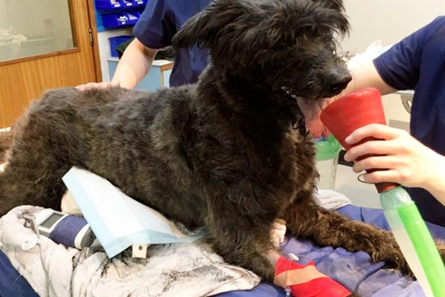 Vets save dogs rescued from house fire