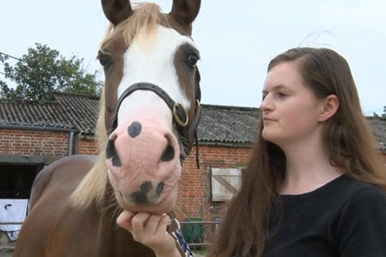 Injured horse saved by Iraq military medical invention