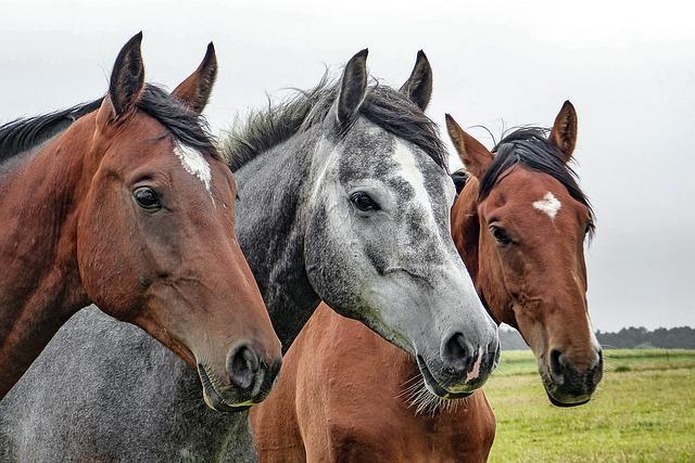 Plea to stop highly contagious disease spreading to New Forest after four horses die at equine centre in Stubbington