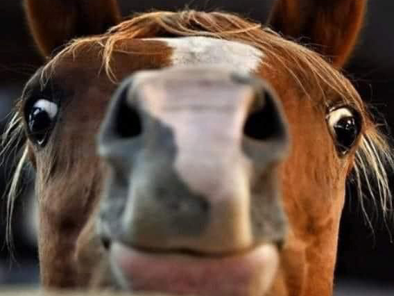 Calling All Equine Vets