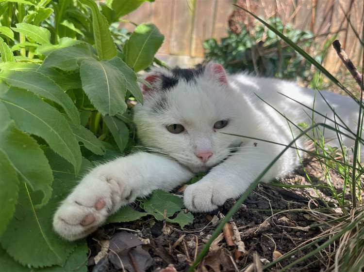 Pet sun cream plea after Bobble the rescue cat saved from skin cancer by Seadown vet
