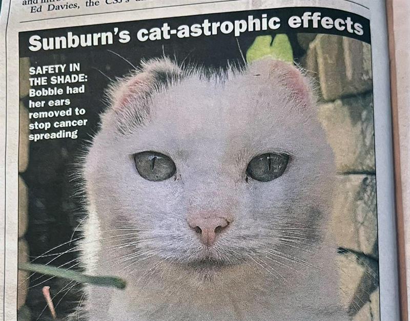 Sunburn's cat-astrophic effects