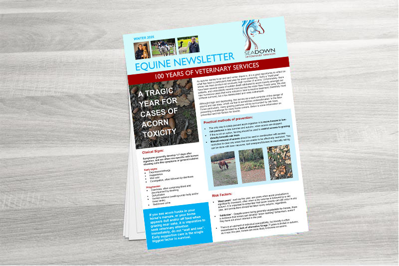 Seadown Equine Newsletter December 2025