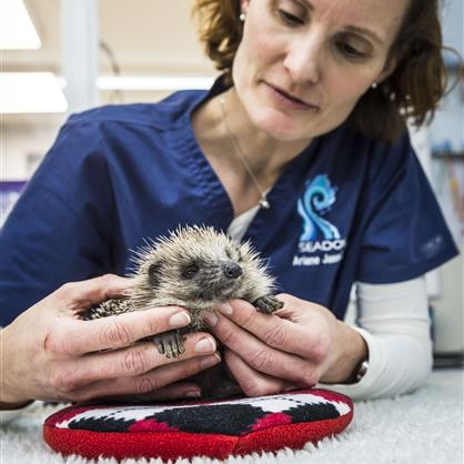 Exotic Pets - Seadown Veterinary Services