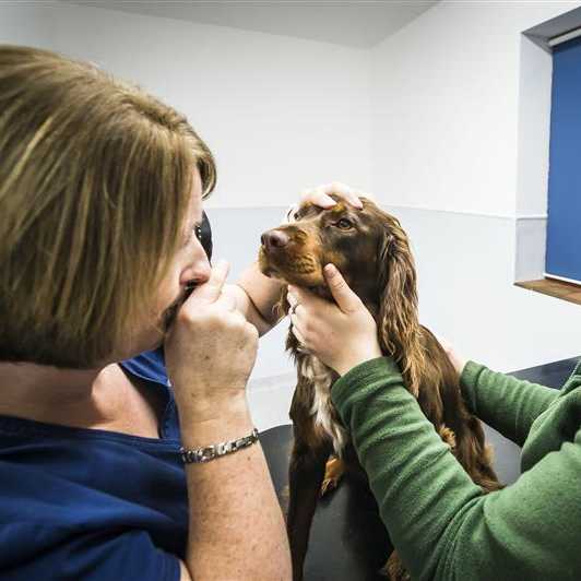 Ophthalmology Referrals Seadown Veterinary Services